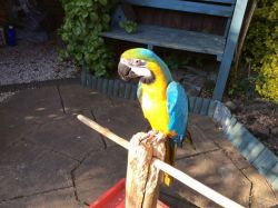 Blue, Gold Macaw Parrots We have here a gorgeous Macaw called Sachmo ,