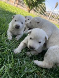 White German Shepard pups