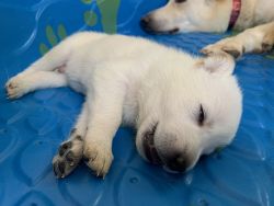 White American Shepard Puppies