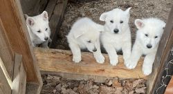 White German Shepherd Puppies AKC