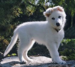 White German Shepherd pup