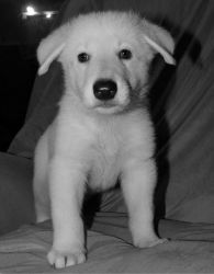 Akc Champ. White German Shepherd Dogs For Sale