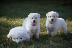 Akc White German Shepherd Puppies