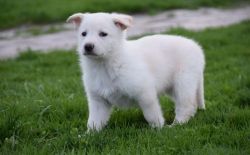 AKC Champion Bloodline White German Shepherd Puppies
