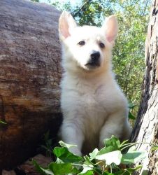 AKC White German Shepherd Puppies For Sale