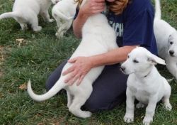 AKC registered White German Shepherd Puppies