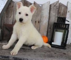 Stunning White German Shepherd Puppies