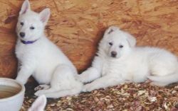 Sweet AKC White German Shepherd Puppies