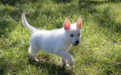 Male and Female White German Shepherd Puppies