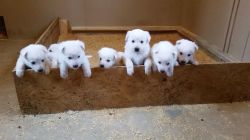 AKC Champion Bloodline White German Shepherd Puppies