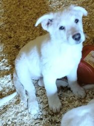 AKC registered White German Shepherd Puppies