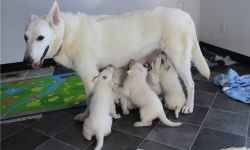 AKC white German Shepherd Puppies For Sale