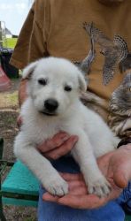 Gorgeous White German Shepherd Puppies For Sale.