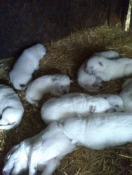 White German Shepherd puppies ready for homes May 1st