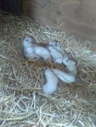 White shepards for sale