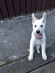 White shepherd (vaccination up to date)