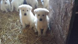 White German Shepherd Puppies arriving the end of March