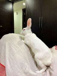 Rabbit for free