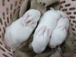 2male and 1female and 3baby rabbit for sale