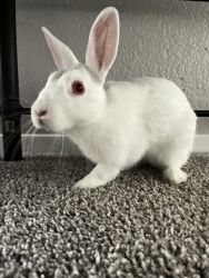 Want to sell my rabbit