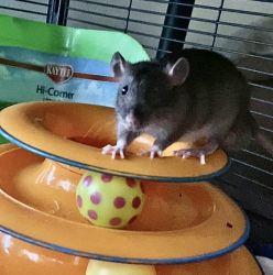 PET Rats looking for new homes