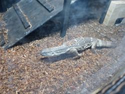 2yr old white throat monitor