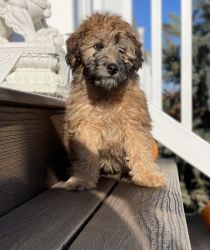 Whoodle Puppy Available - Professionally Trained