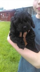 Gorgeous beautiful American cocker spaniel Pup For Sale