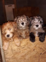 Whoodle pups for sale
