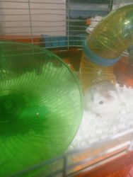 Male hamster with cage ext