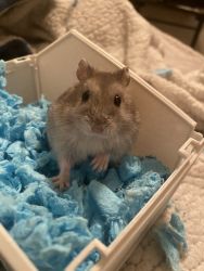 I am selling my 3 hamsters
