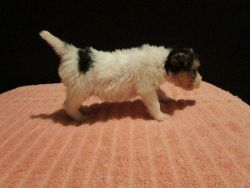 Wire Fox Terrier Puppies for Sale
