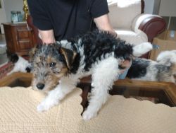 AKC puppies Wire Haired Fox terriers