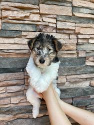 Pure breed wire fox terrier puppies