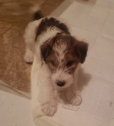 AKC wire fox terrier pups Ready for the Holidays