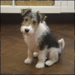 wire fox terrier puppies for sale