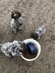 Puppies ready for a good home