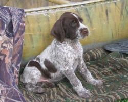 Wirehaired Pointing Griffon puppies for sale