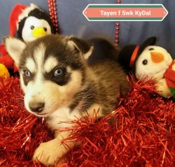 Wolfdog Puppies Ready For Christmas