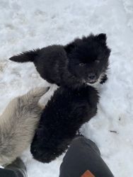 Rare Black Samoyed/Wolfdog Puppies