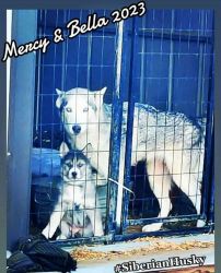 Low content wolfdog x Siberian Husky pups