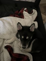 Selling A Beautiful Puppy Named Lucifer Hes half Husky/Wolf