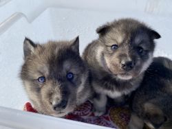 Lowcontent Wolfdog Male Puppies