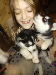wolf highbred puppies for sale in mn