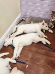 9 week old wolfdog puppies
