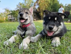 2 Home raised wolfdog pups