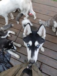 Wolf highbred puppies for adoption