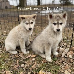 Upcoming Summer Litter! Lowcontent Wolfdog Puppies in Minnesota