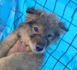 Greywolf/malamute pups