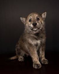 Wolf hybrid puppies